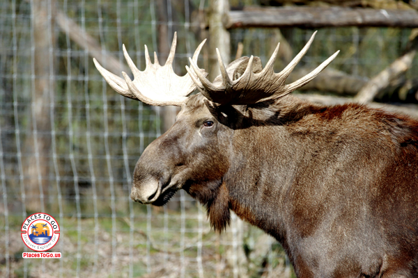 wildlife rocky mountains Wildlife exploration in the Rocky Mountains